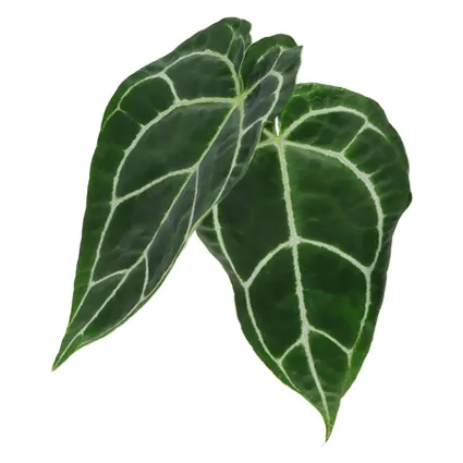 anthurium