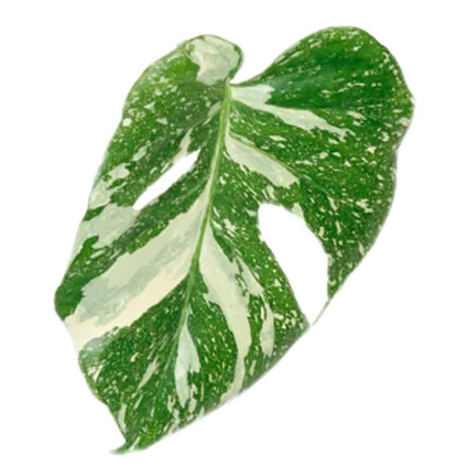 monstera