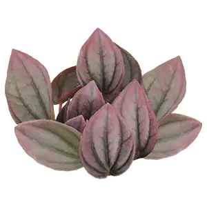 peperomia cayenne