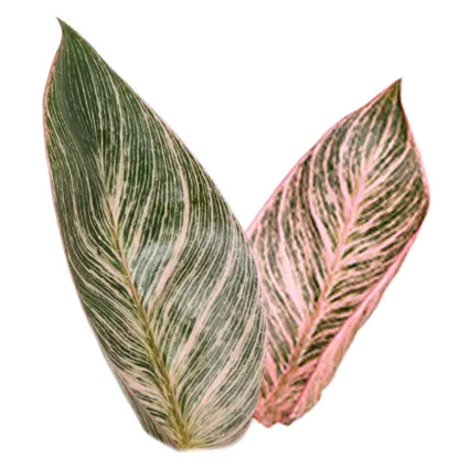 philodendron