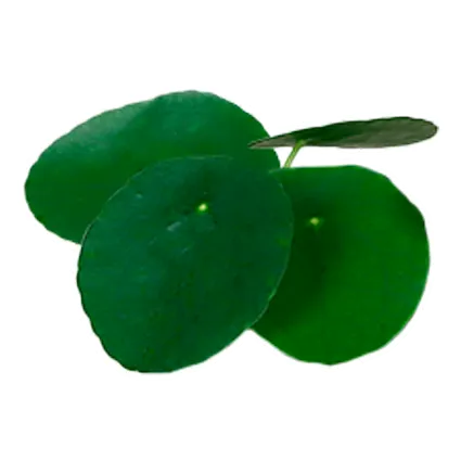 pilea