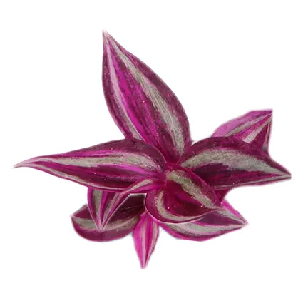 tradescantia