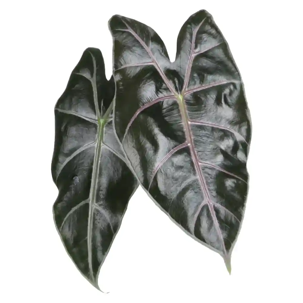 alocasia