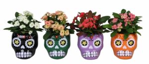 L 66482 med Euphorbia Milii MIX 6 cm