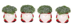 L 66446 med Selaginella Apoda + Glitter 6 cm