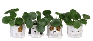 L 66649 med Pilea Peperomioides 6 cm