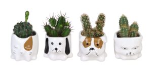 L 66650 med Cactaceae MIX 6 cm
