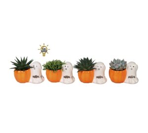 Succulent Mix