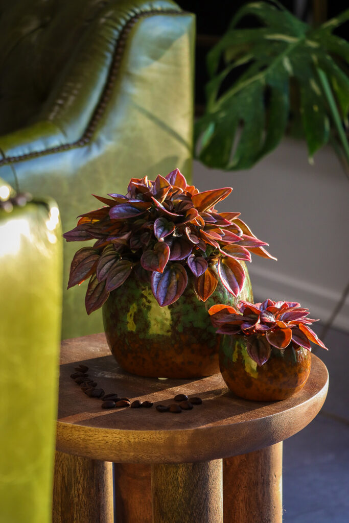 peperomia cayenne