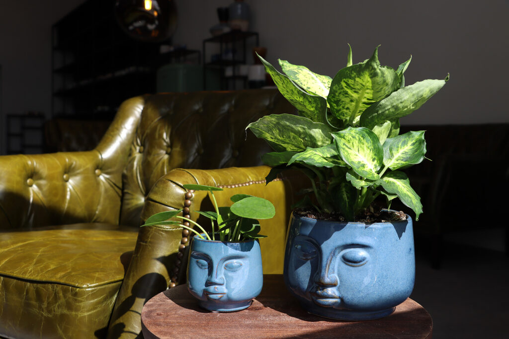 Blue face ceramics with plants