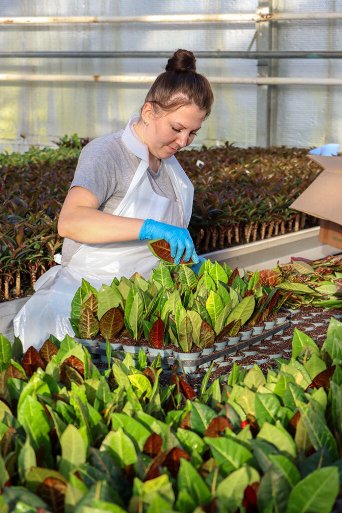 codium plants greenhouse