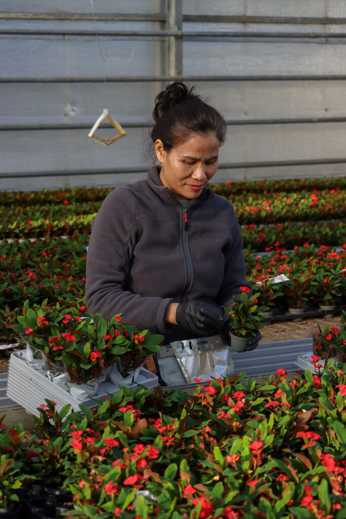 Employee in greenhouse, kalanchoe