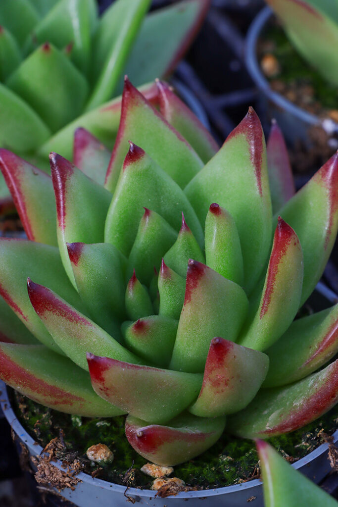 succulent