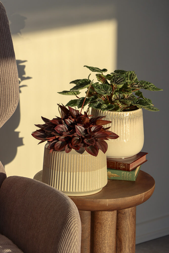 peperomia plants