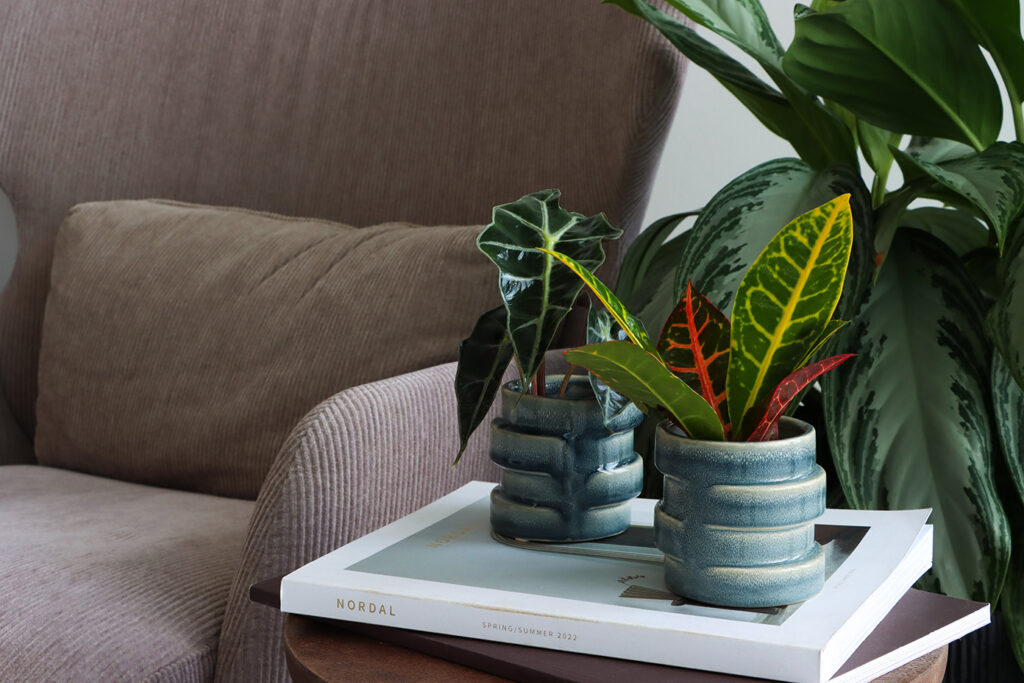 mini plants in living room setting