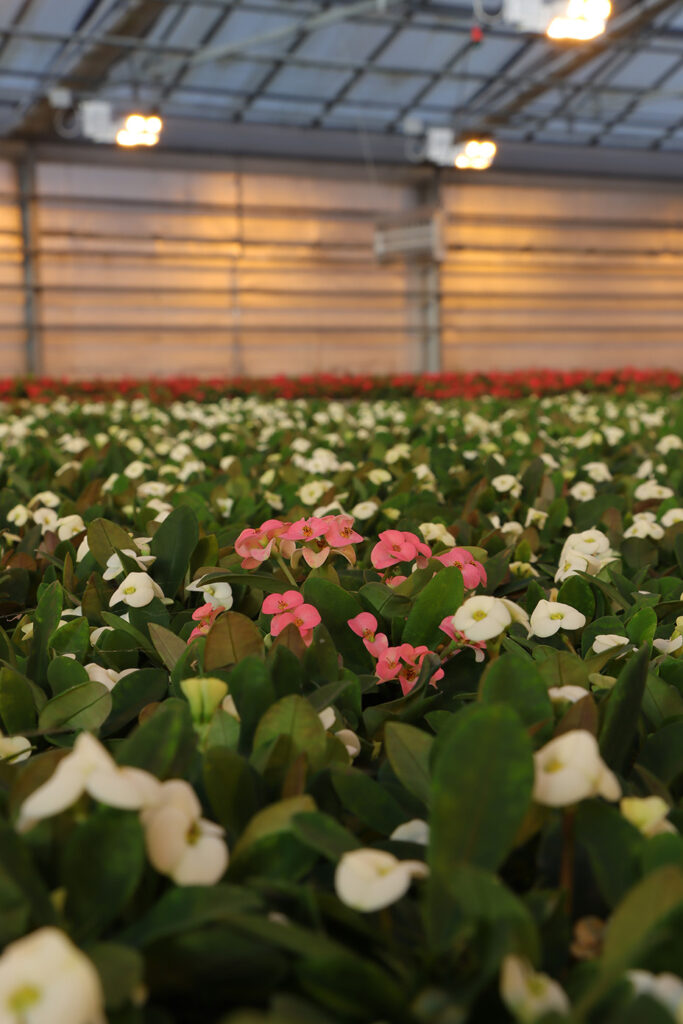 kalanchoe plants in greenhouse