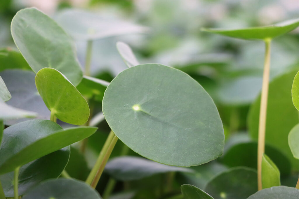 Pilea plant
