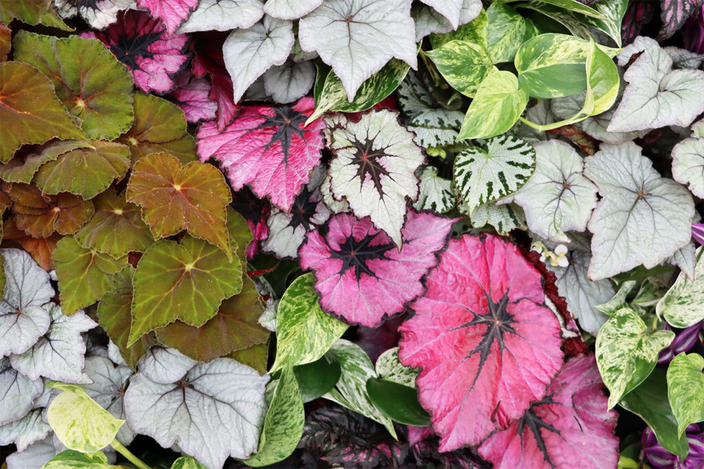 tropical plants LUNDAGER